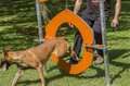 aparato rueda agility para parques perros exterior